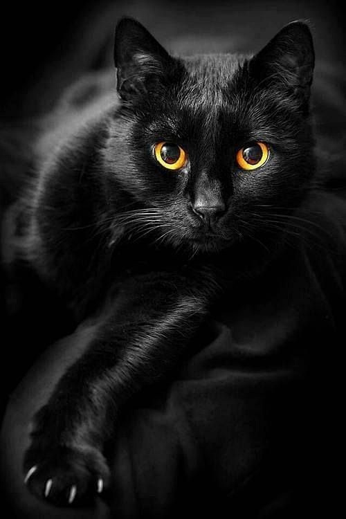 黑色的猫咪其实是暗夜的精灵