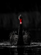 Photograph Black Swan - Low Key by George Wheelhouse on 500px