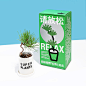 超级植物公司请放松澳洲杉若绿多肉礼盒桌面植物办公室送客户礼品-淘宝网