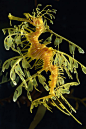 LEAFY SEA DRAGON (Phycodurus eques)