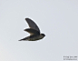 山金丝燕 (Aerodramus hirundinaceus)雨燕目 雨燕科 金丝燕属
Mountain Swiftlet (Aerodramus hirundinaceus)