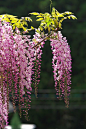 Kawachi Wisteria Garden, Kitakyushu, Fukuoka, Japan