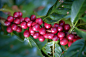 Organic Coffee Cherry by PigDaddy on 500px