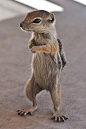 I’m Back by James Marvin Phelps on Flickr.Antelope Ground Squirrel, Nevada