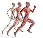 跑步人体解剖模型