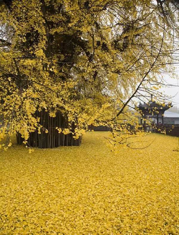 点是西安古观音禅寺1400年前李世民亲手...