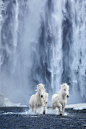 摄影师Drew Doggett在冰岛拍摄的白马，在冰雪的背景下，整个画面更加壮丽和磅礴。一匹匹白马像是神话中的神兽一样，在这片领土中散步，奔跑着，很美了。睡前来吸下马[心] ​​​​