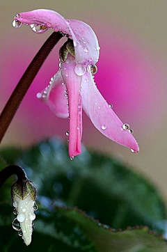 LWL柠檬草采集到雨滴·露珠儿