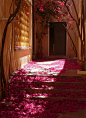 Bougainvillea Petals, Nafplio, Greece