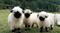 Valais Blacknose sheep | Switzerland
瑞士 羊