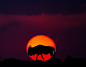 肯尼亚是野生动物的天堂，在这个国土面积相当于中国四川省的东非高原之国，散落着大约60个野生动物园，其中有26个是国家级野生动物保护区。而位于肯尼亚东南部与坦桑尼亚交界处的马赛马拉国家野生动物保护区（Masai Mara National Reserve），堪称肯尼亚野生动物园的“王中王”。

从极地科考船Sergey Vavilov到肯尼亚Masai Mara保护区，英国的摄影师Paul Goldstein看到了许多自然界惊人的画面与壮观的景色，这组拍摄于Masai Mara保护区的作品完美的记录了这个动