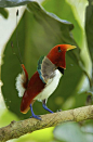 王风鸟（王天堂鸟）
King bird of paradise.  New Guinea