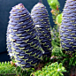 Kawakamii Fir (Abies kawakamii)   #blue  #cones