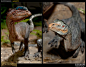 sideshow 恐龙场景 双嵴龙 Dilophosaurus Maquette普通版 售完-淘宝网