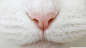猫的小鼻子高清大图_电脑桌面壁纸下载 #Web# #素材# #网页#