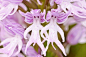 裸体男子兰花（Orchis Italica）