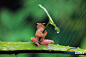 印尼打雨伞青蛙系列系无良摄影师摆拍 .　据外媒报道，印度尼西亚一只树蛙被拍到在倾盆大雨中抱着一片叶子躲雨，更聪明的是，它懂得根据暴雨方向调整“雨伞”朝向。近日，印尼摄影师拍到的这组照片在微博上热传（截至昨晚10时，已有超过26万条讨论）。但摄影师从专业角度提出质疑：这些照片是明显的摆拍，而且是在虐待动物的情况下拍出来的。该摄影师还摆拍了其他诸如壁虎、蜻蜓、螳螂等动物的照片，其实情况惨不忍睹。#野生动物#