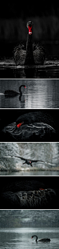 一组黑天鹅摄影作品，来自英国摄影师 George Wheelhouse.