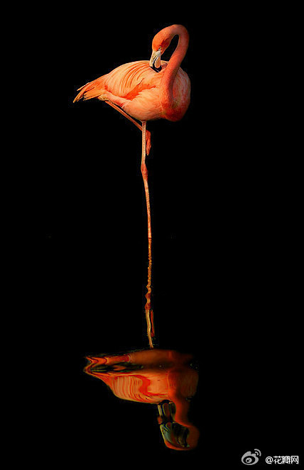 花瓣网：水中的火烈鸟，仿佛优雅的芭蕾名伶...
