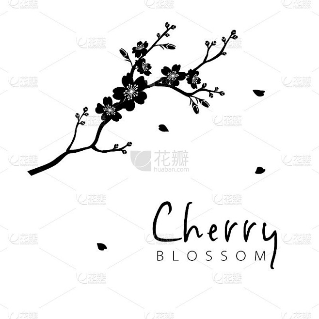 Cherry blossom branc...