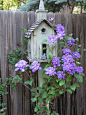 Beautiful clematis and white chapel birdhouse