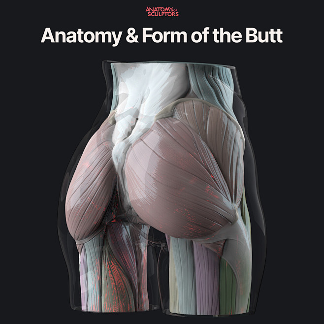 Anatomy and Form of ...