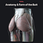 Anatomy and Form of the Butt