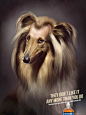 宠物脱发不在怕-Nutrivet脱发水平面广告---酷图编号1074088