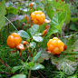 cloudberry