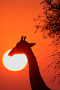 Giraffe - sunrise - Kruger National Park (by Impisi)