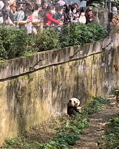 凛傑采集到熊猫花花