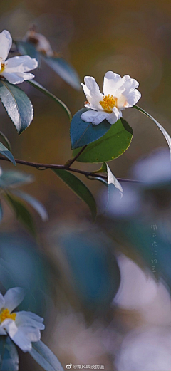 墨白笑采集到花语