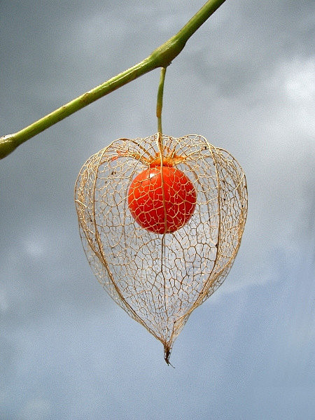  红菇茑又称挂金灯.　