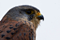 wingedpredators:

Morgan, European Kestrel (Photo by steve R J)
