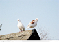 站在屋顶上的白鸽子高清摄影素材图片，桌面壁纸