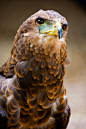 Golden Eagle | Amazing ✈ World