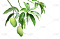 绿色芒果果实与枝和叶孤立在白色的背景