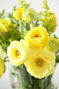 Ranunculus