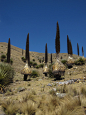 普雅花 （Puya Raimondii) ，又叫雷蒙迪凤梨什么的，分布在秘鲁和玻利维亚一带