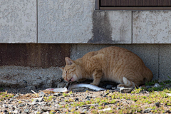 青山雀采集到猫岛