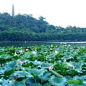 青旅:华东五市《送五星》水乡乌镇、木渎双卧七/卧飞六/飞卧六/双飞六/双飞五日--北京到华东旅游,北京到南京旅游线路