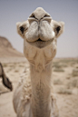 camel, 500px / Photo "Kiss me" by Paul Rizzardi