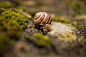 Animal, Macro, Nature, Shell, Snail