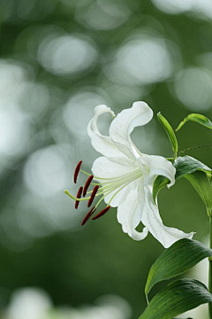 一溪绿水采集到Weeping  Lily  哭泣的百合花