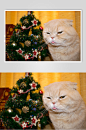 简洁传统圣诞节猫咪高清摄影图片