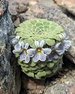 蒊開采集到花草植物