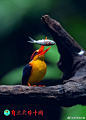 【自然影像中国·美丽生态德宏】三趾翠鸟（学名：Ceyx erithaca）为体形非常小(14厘米)的红黄色翠鸟，又叫黑背翠鸟、东方侏翠鸟，俗名小黄鱼狗，完全是肉食性。三趾翠鸟分布于印度次大陆及中国的云南、海南地区。列入《世界自然保护联盟》（IUCN）ver 3.1：2008年鸟类红色名录。本组图片拍自云南盈江。
​​​​...展开全文c