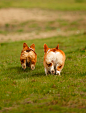 Corgi Butts