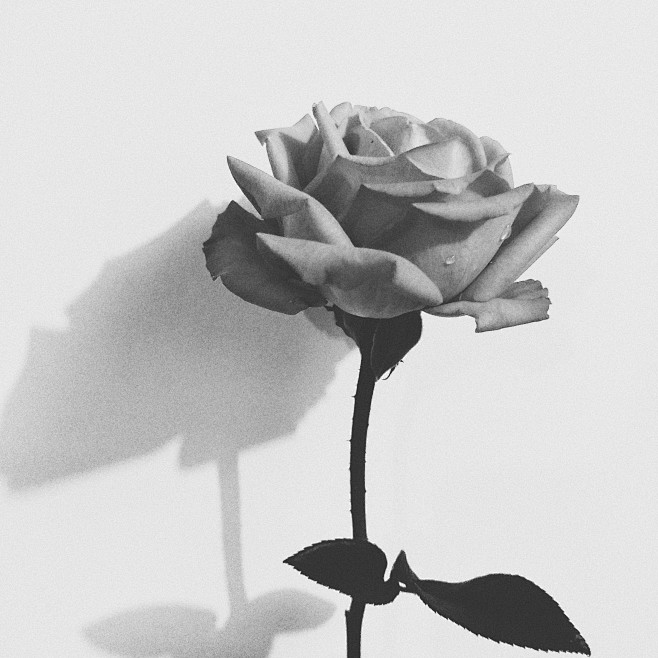 「　无色·玫瑰　」