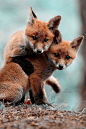 #Animals #Fox #Nature #Photography --- PLEASE CLICK ON THE LINK!! :L #美景# #萌#